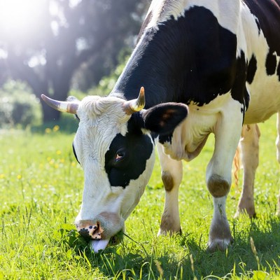 Holstein cow grazing in green field