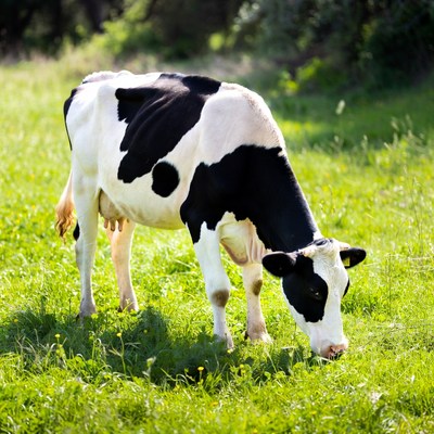 Holstein cow grazing in green grass