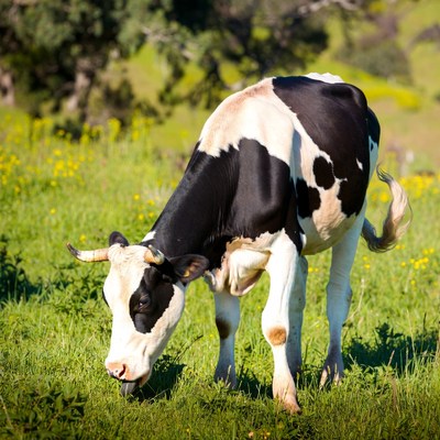 Holstein cow grazing in green field