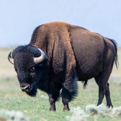 Bison standing in grassy field