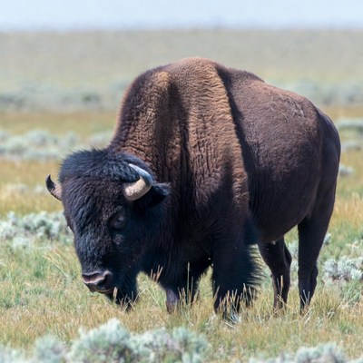 Bison grazing in grassy plains