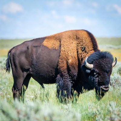 Bison standing in green grassland