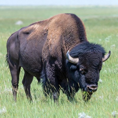 Bison grazing in green prairie grass