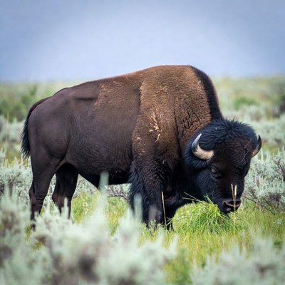 Bison grazing in grassy field