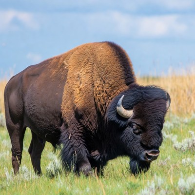 Bison grazing in grassy field