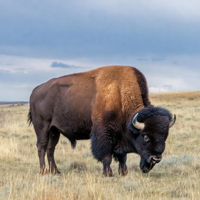Bison standing in grassy field