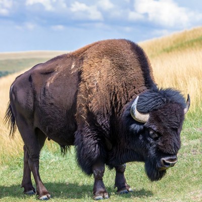 Bison standing in grassy field