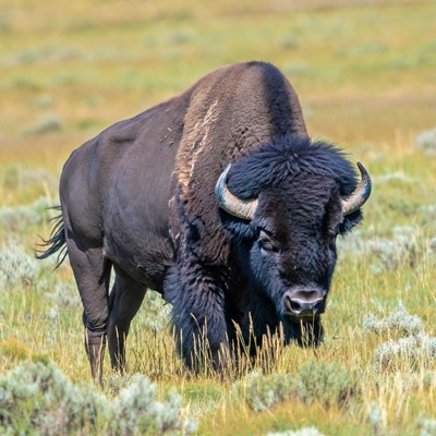 Bison standing in grassy field