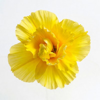 Yellow Dahlia Flower