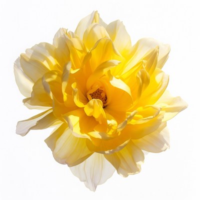 Yellow Dahlia Flower on White Background