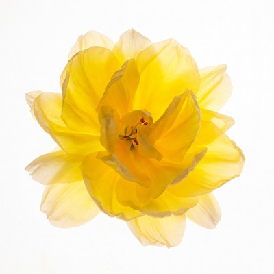 Yellow Daffodil Flower