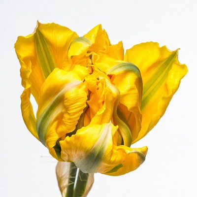 Yellow Tulip with Green Stripes