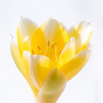 White and Yellow Tulip Flower