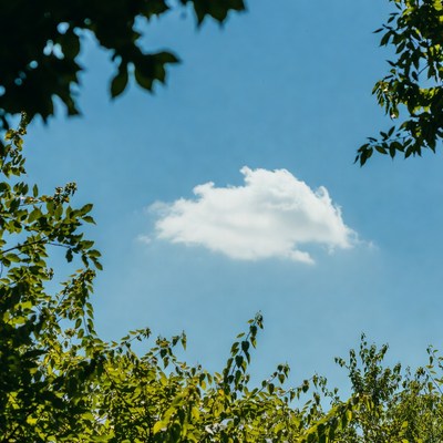 Cloud framed by green leaves