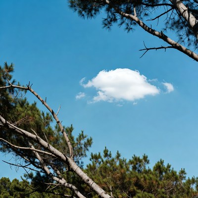 Pine branches framing white cloud
