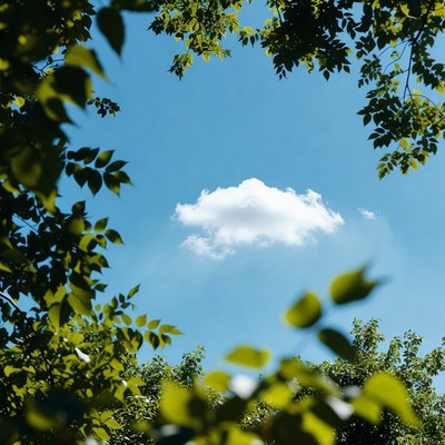 Cloud framed by green tree branches