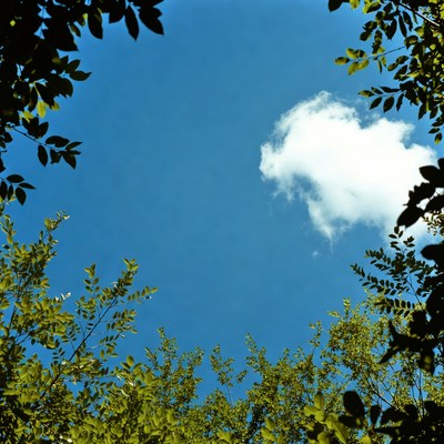 Blue sky through green leaves