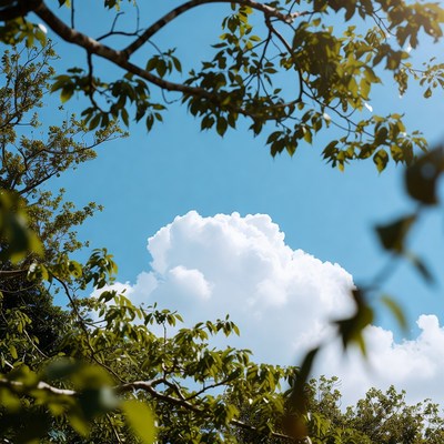 Green tree branches framing blue sky clouds