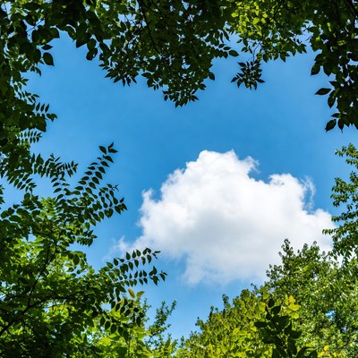 Green tree branches framing blue sky