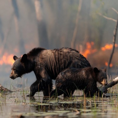 Mother black bear and cub in wildfire