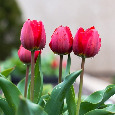 Red Tulips with Water Droplets