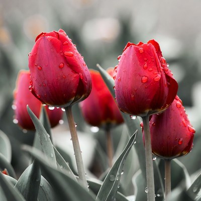 Red Tulips with Dew Drops