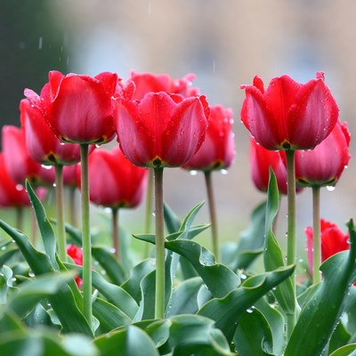 Red Tulips in Rain