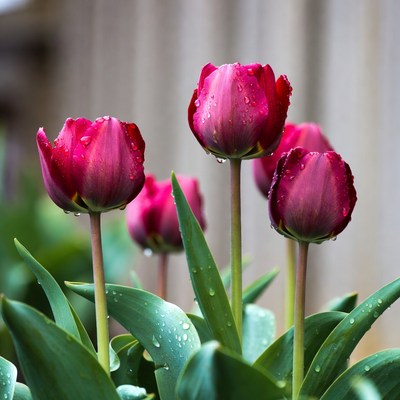 Dew-covered Red Tulips in Garden
