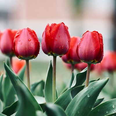 Red Tulips with Dew Drops