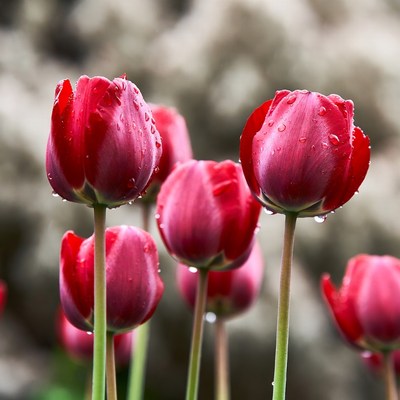 Red Tulips with Dew Drops