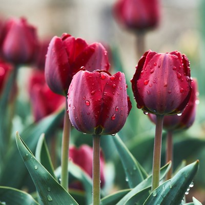 Red Tulips with Dew Drops