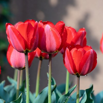 Red Tulips with Dew Drops