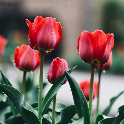 Red Tulips with Raindrops