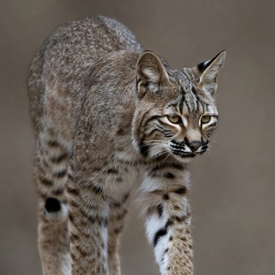 Bobcat stalking in wild