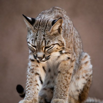 Bobcat crouching on ground