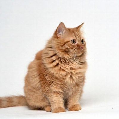 Fluffy orange kitten on white background