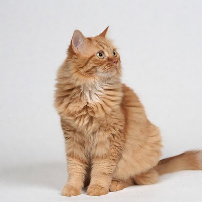 Orange fluffy cat sitting