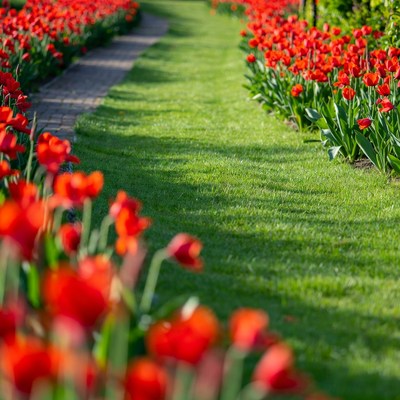 Red Tulips Lining Garden Path