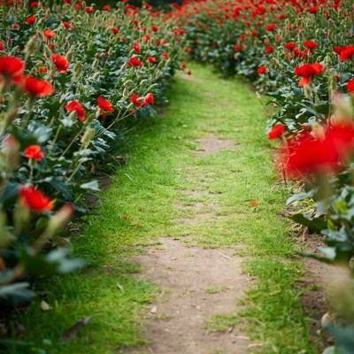 Path through red flower field