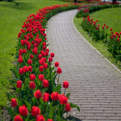 Red Tulips Lining Curved Path