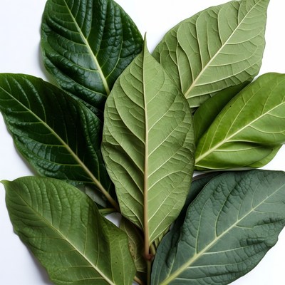 Fresh Green Leaves on White Background