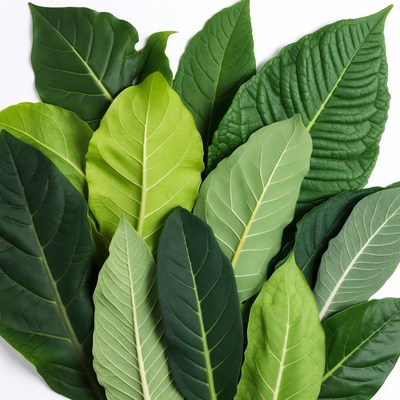 Arrangement of green leaves on white background