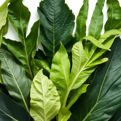 Fresh Green Leaves on White Background