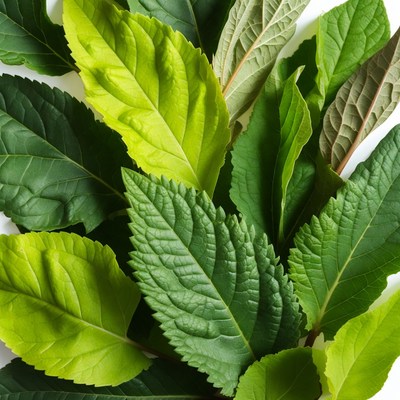 Assortment of green leaves on white background