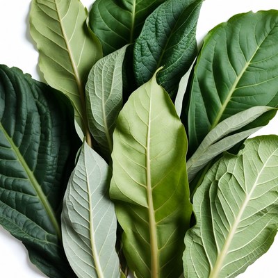 Fresh Green Leaves on White Background
