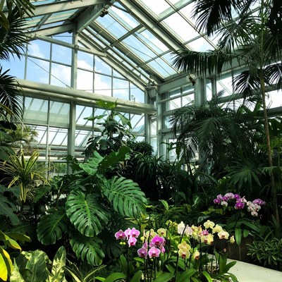 Lush Conservatory with Orchids and Palms