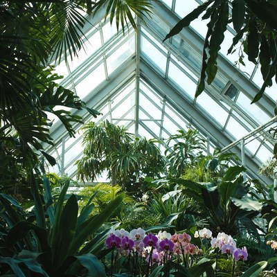 Pink Orchids in Glass Conservatory