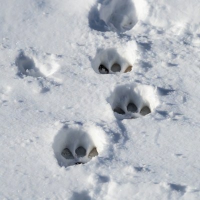 Bear Paw Prints in Snow