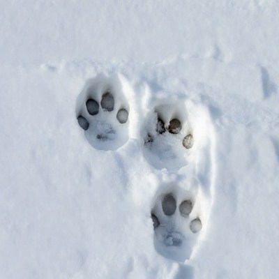 Cat Paw Prints in Snow