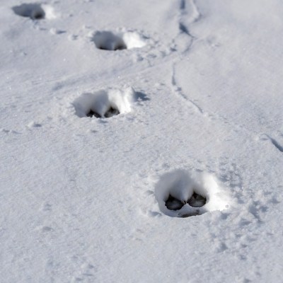 Dog paw prints in snow